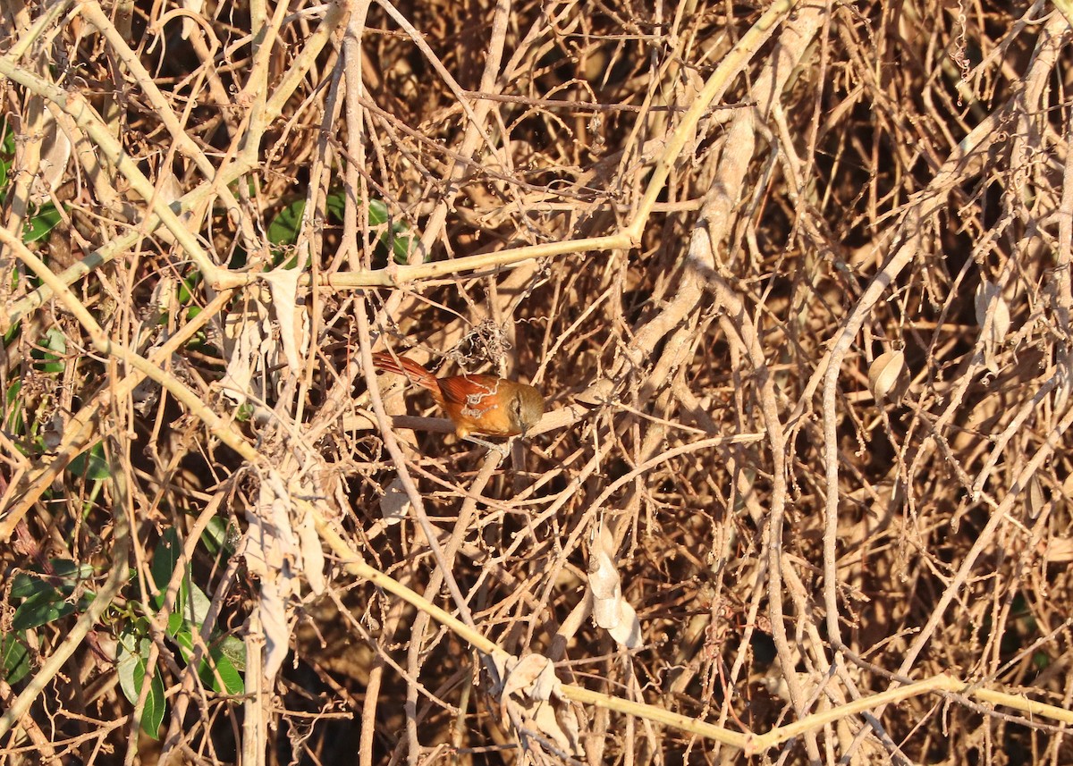White-lored Spinetail - ML641641756