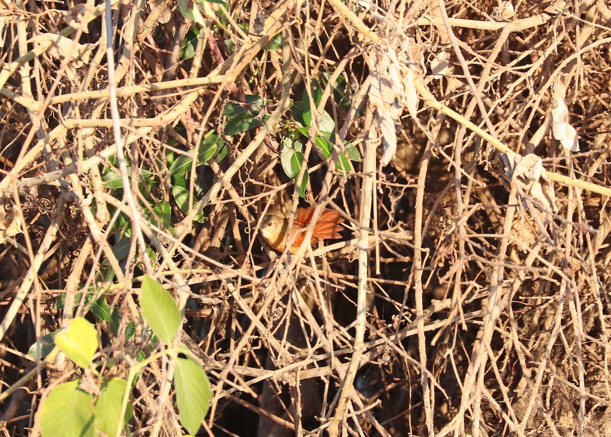 White-lored Spinetail - ML641641757