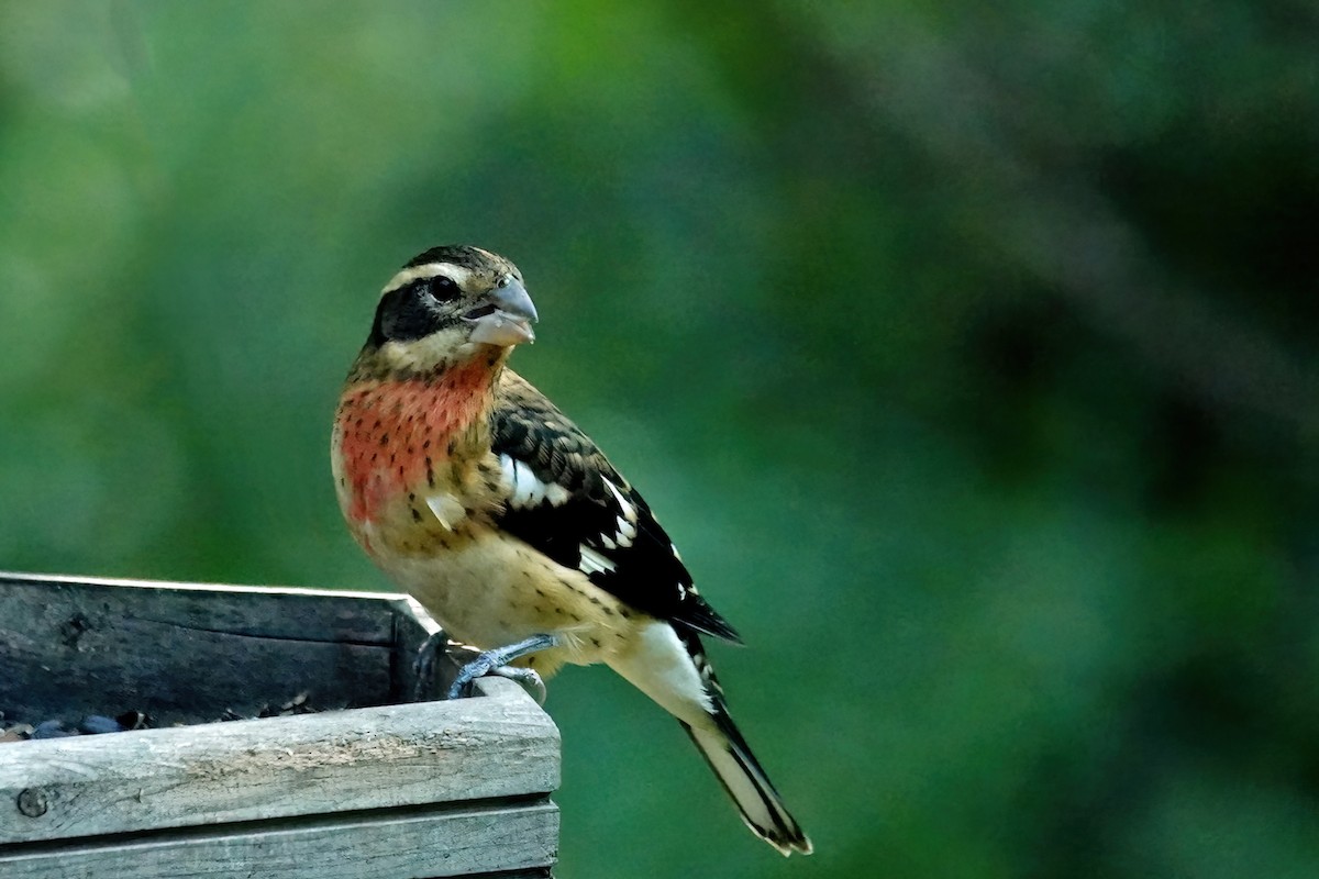 Rose-breasted Grosbeak - ML641641758