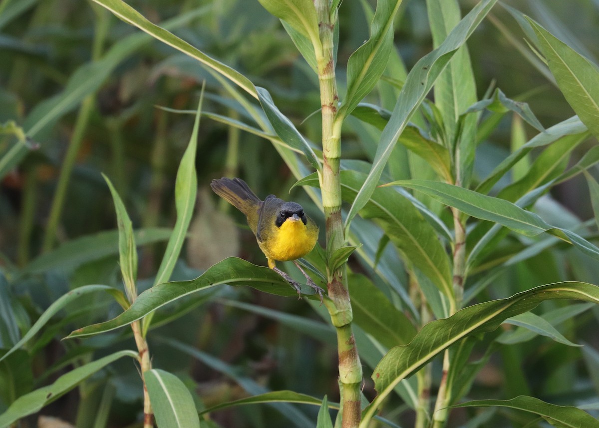 Paruline voilée - ML641641775