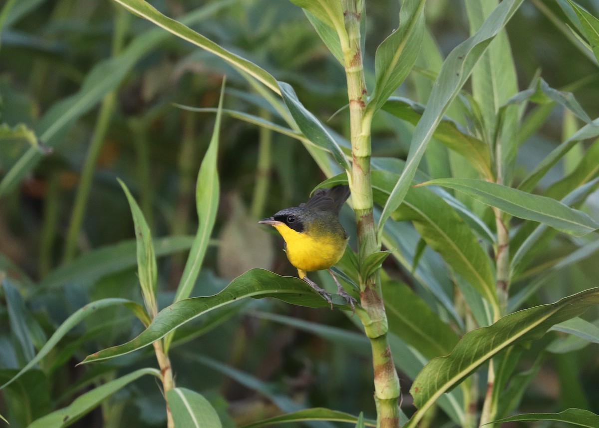 Paruline voilée - ML641641776