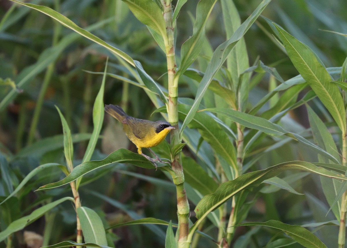 Paruline voilée - ML641641778