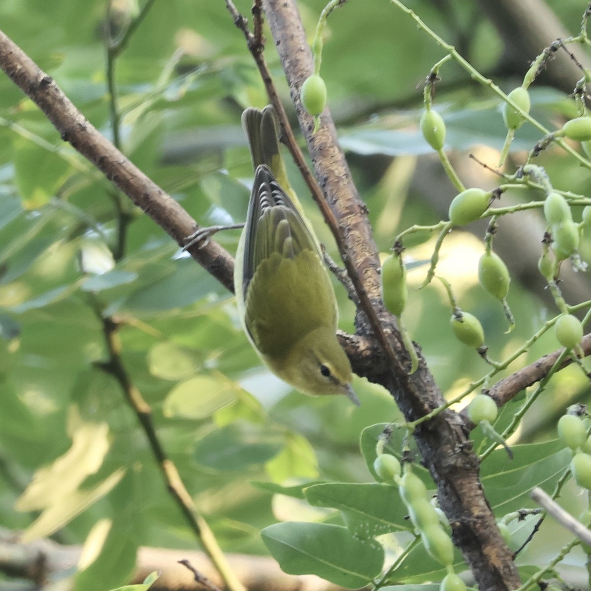 Tennessee Warbler - ML641641826