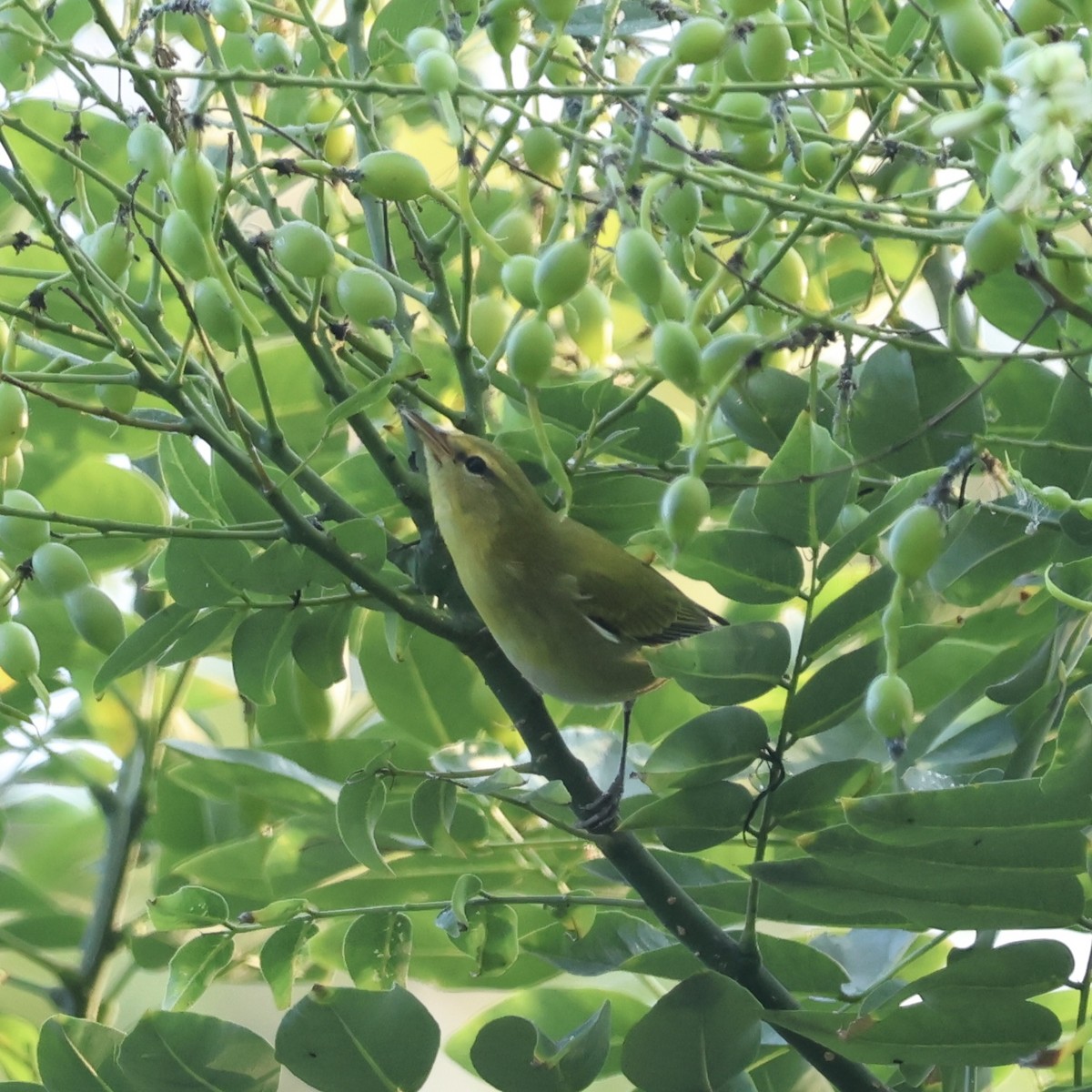 Tennessee Warbler - ML641641827