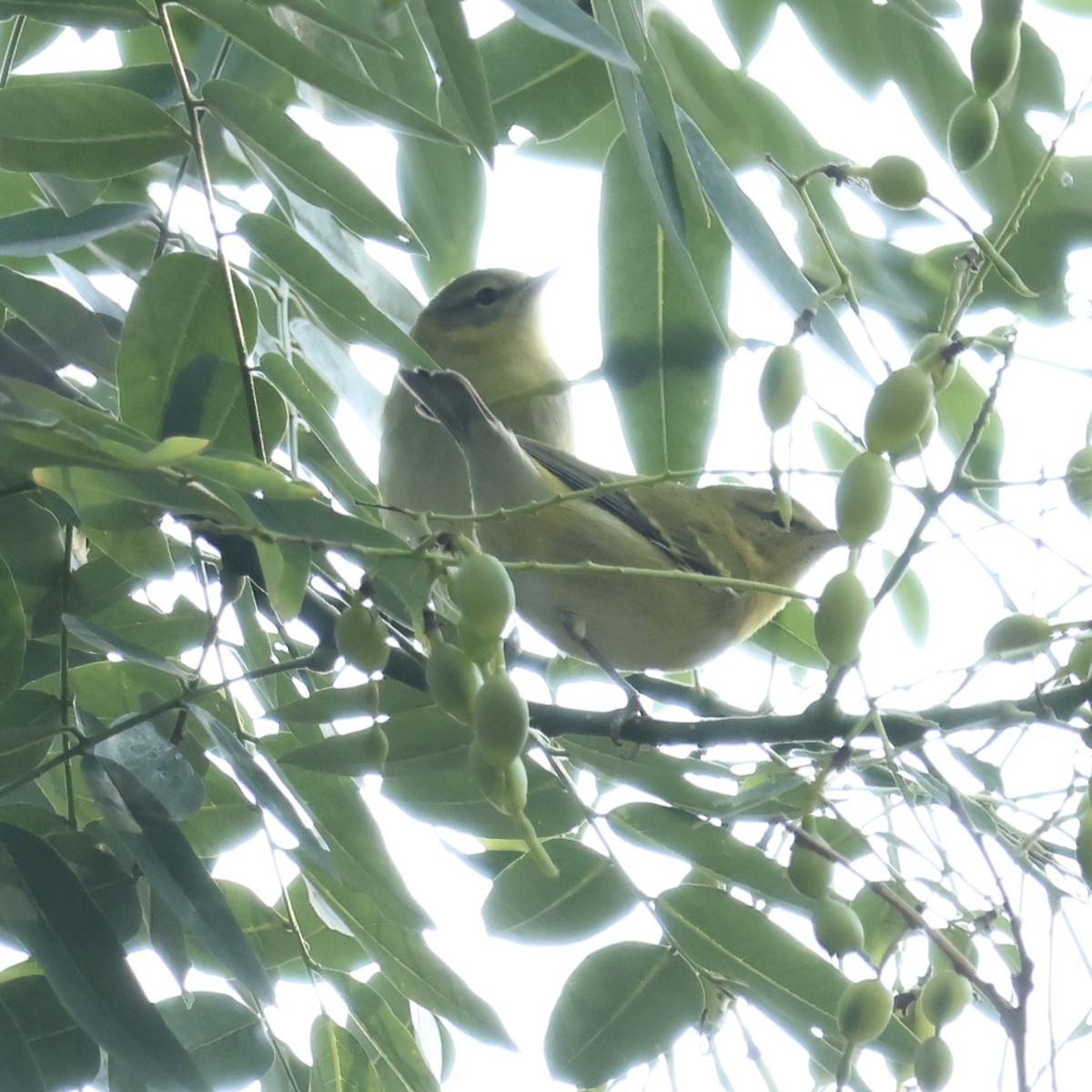 Tennessee Warbler - ML641641828