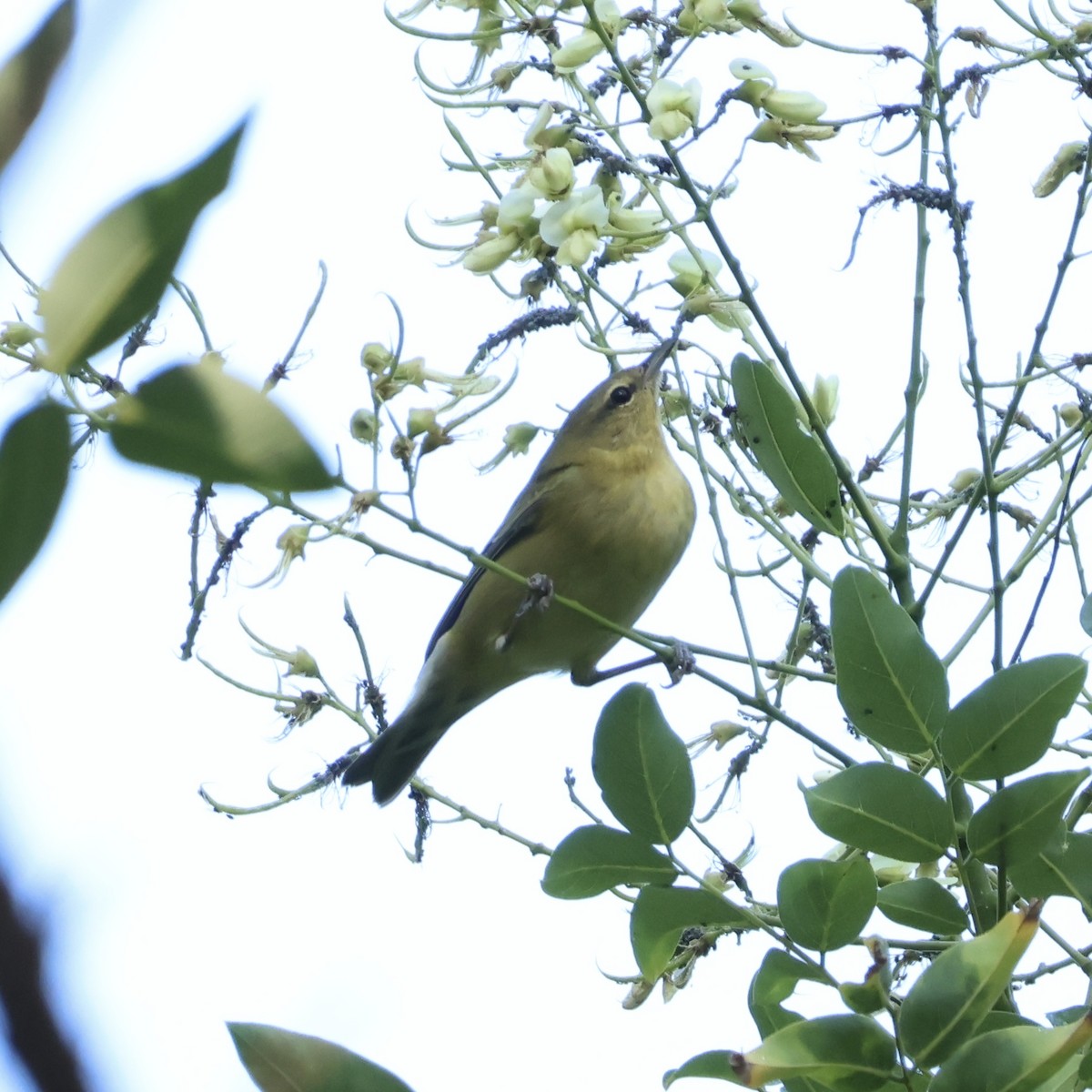 Tennessee Warbler - ML641641829