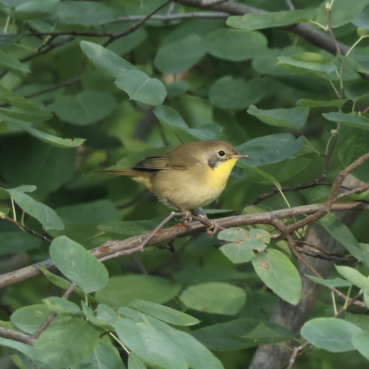 Common Yellowthroat - ML641641837