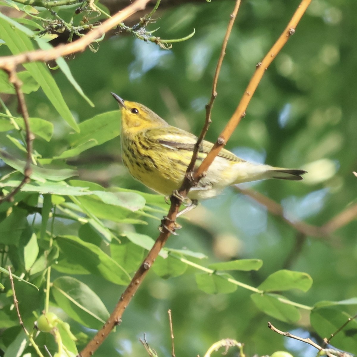 Cape May Warbler - ML641641852
