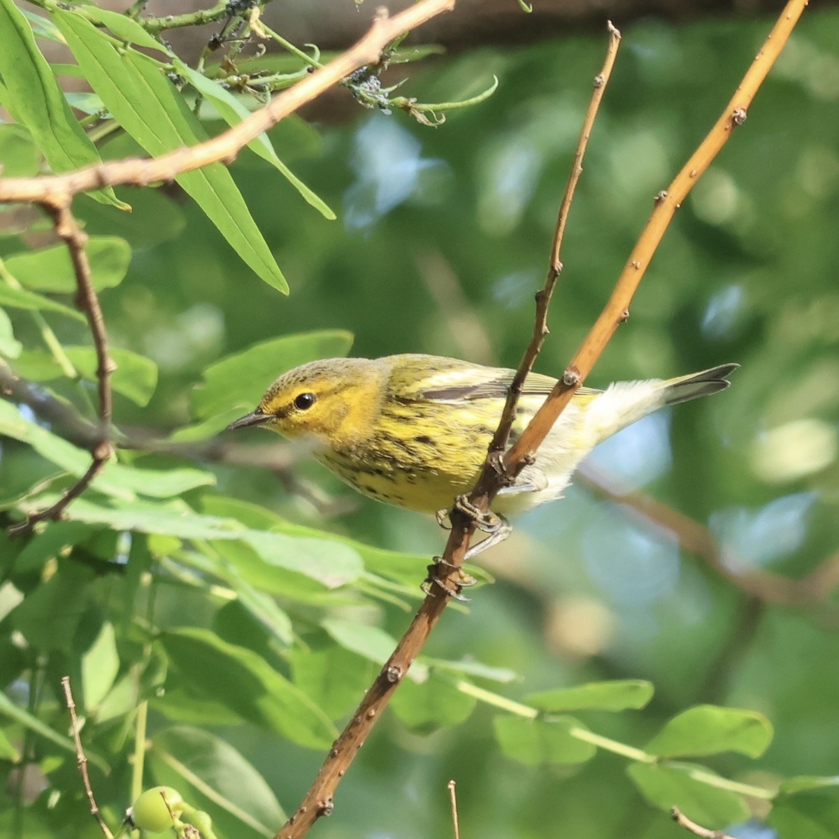 Cape May Warbler - ML641641853
