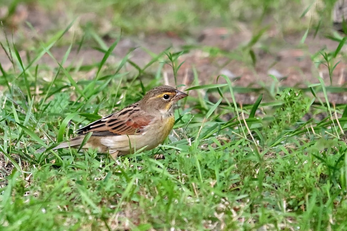 Dickcissel - ML641641873