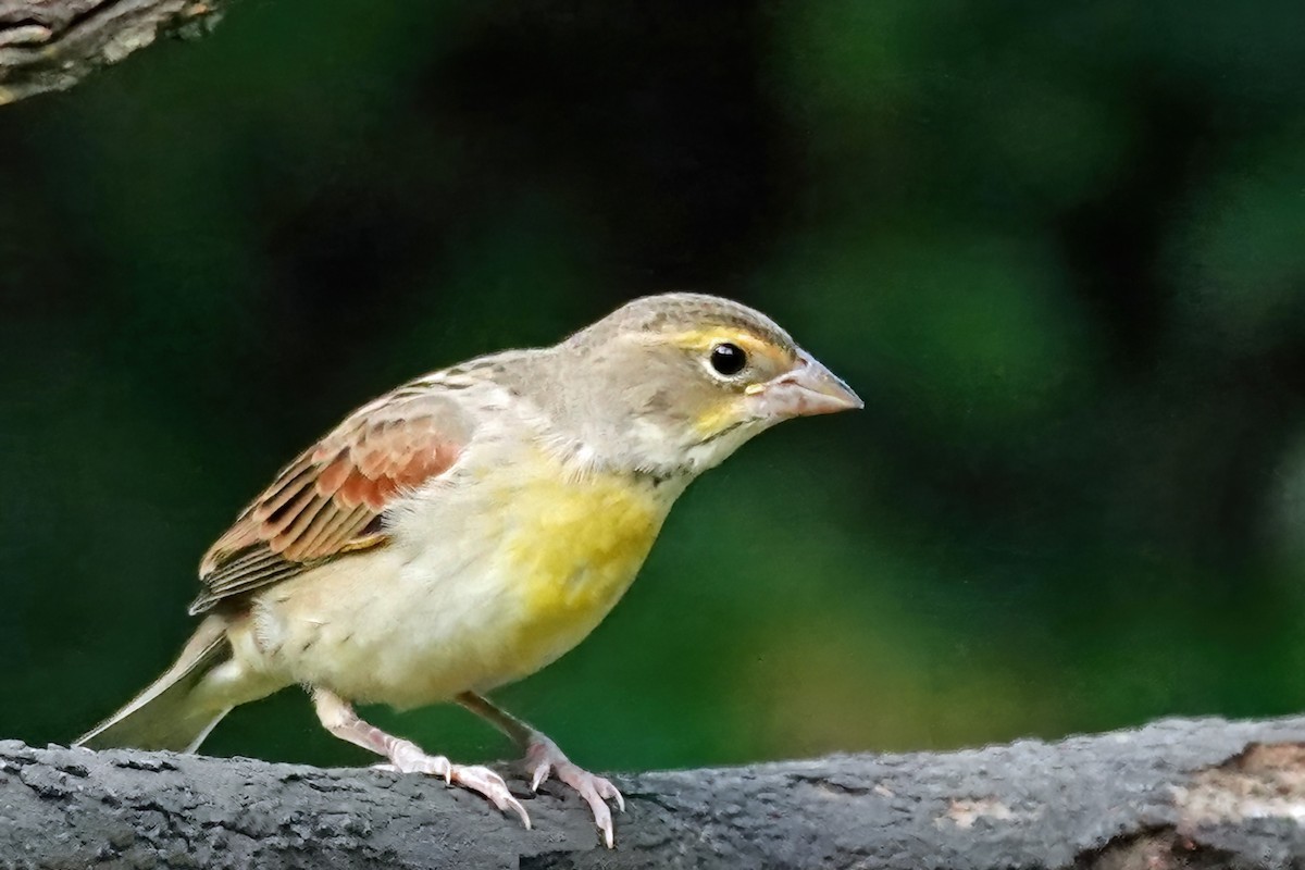 Dickcissel - ML641641875