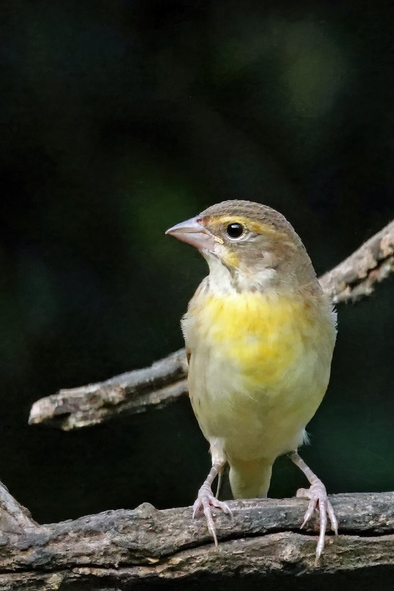 Dickcissel - ML641641887