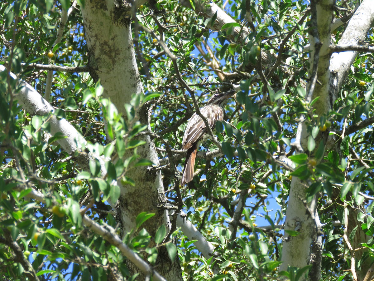 Streaked Flycatcher - ML641641901