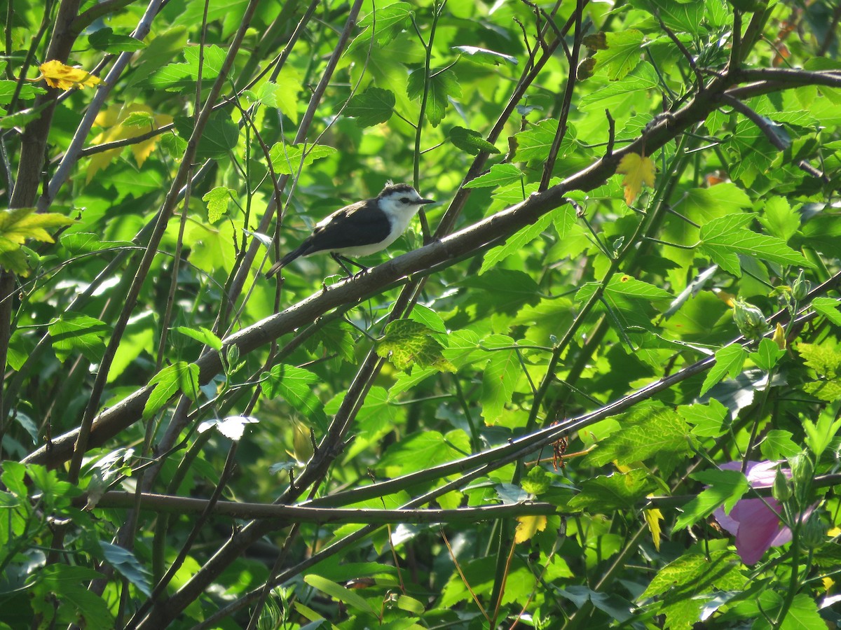 Black-backed Water-Tyrant - ML641641925