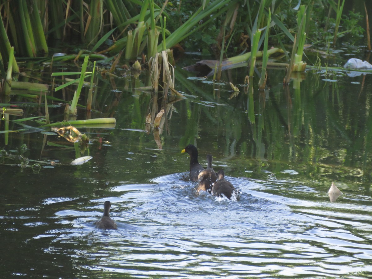 Common Gallinule - ML641641955