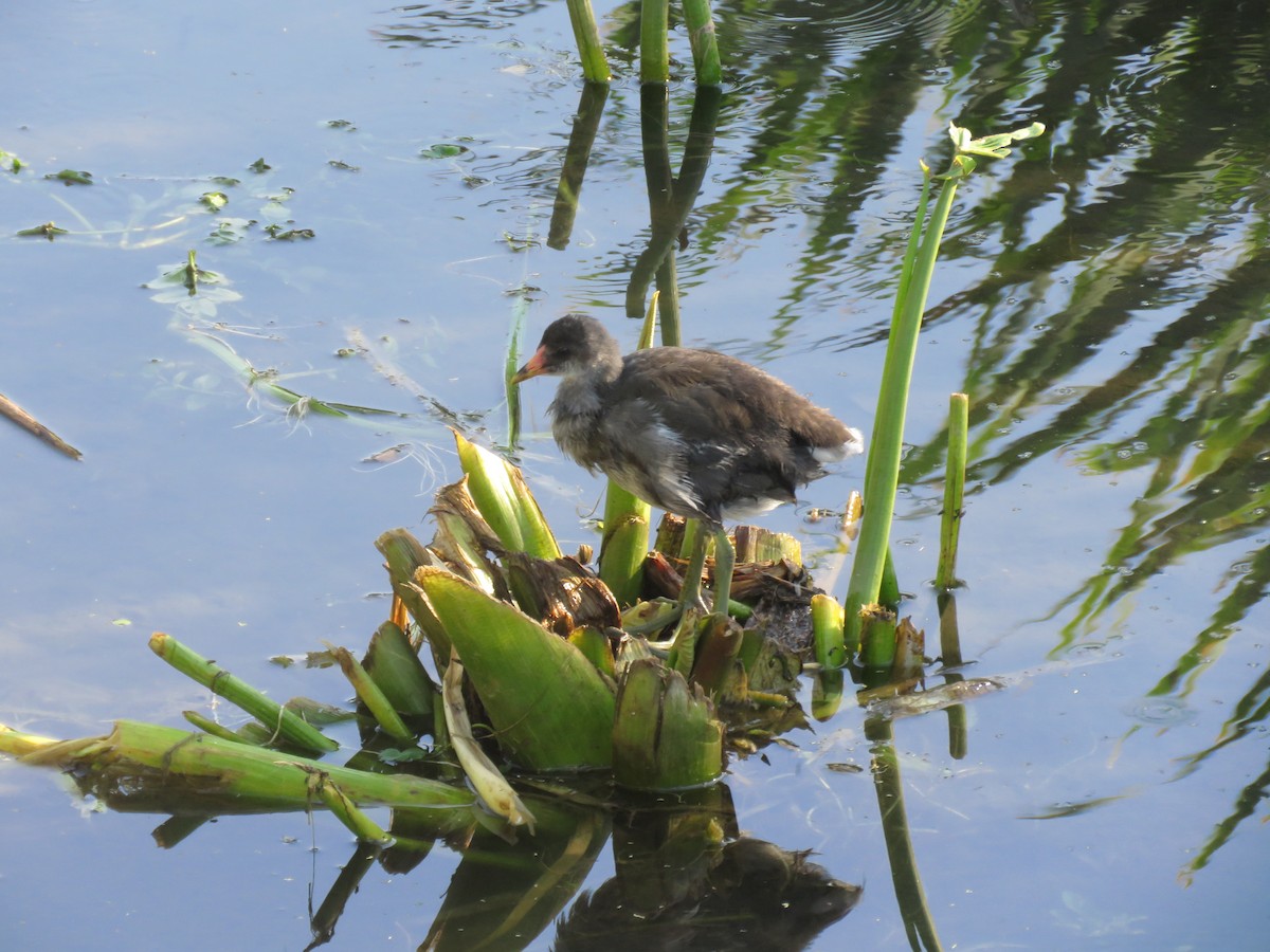 Common Gallinule - ML641641956