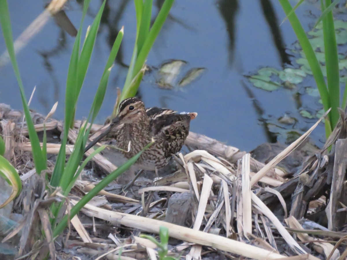 Pantanal Snipe - ML641641976