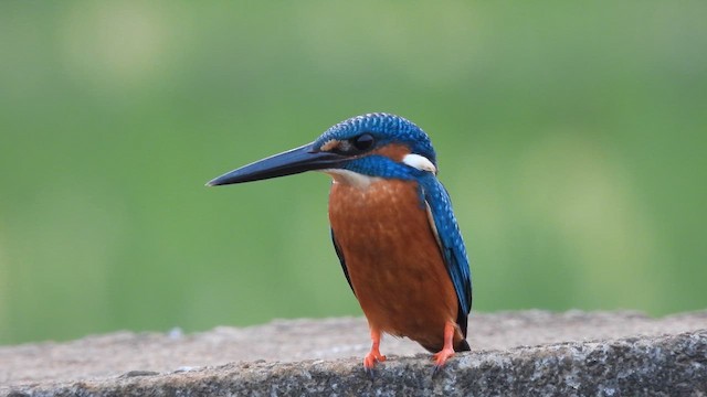 Common Kingfisher - ML641642005