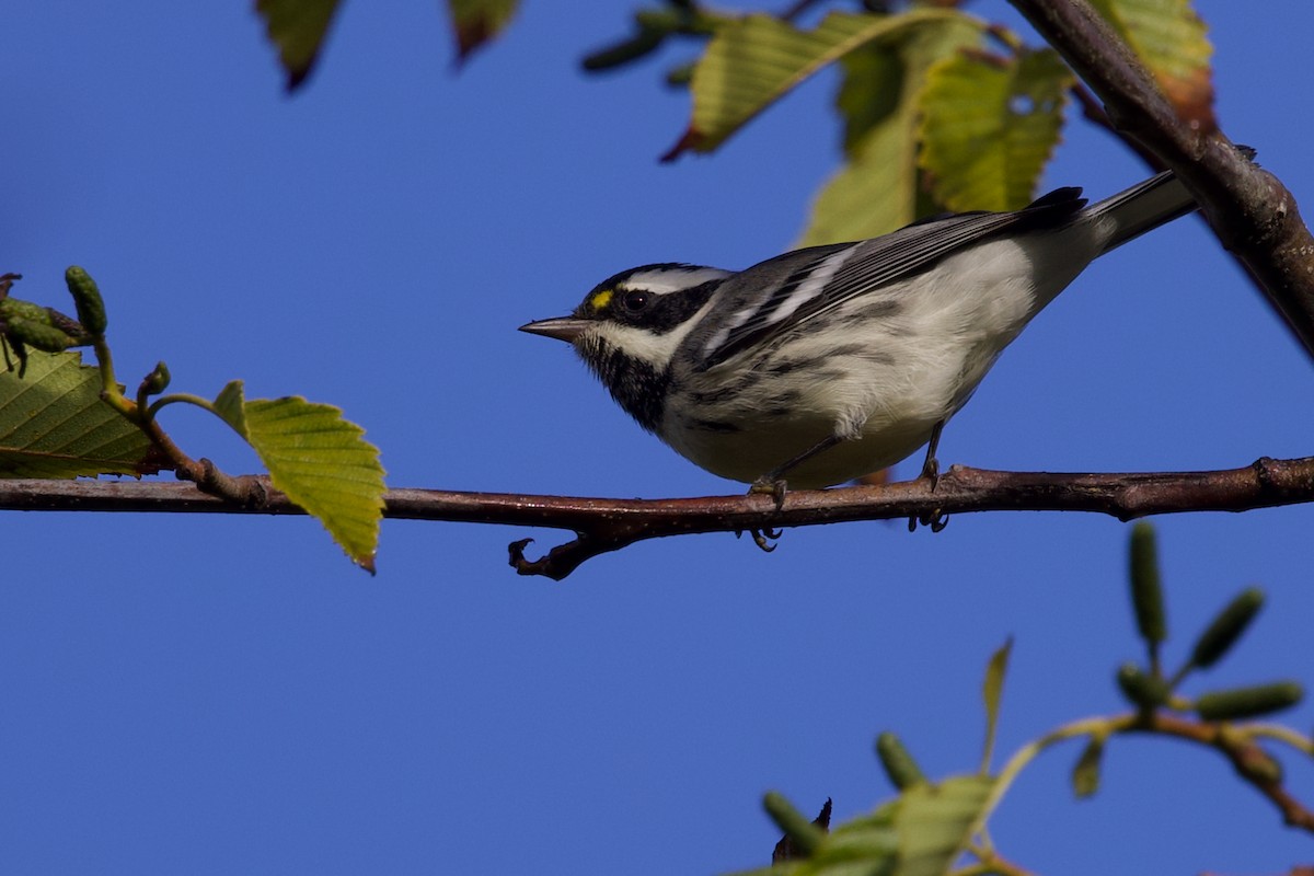 Black-throated Gray Warbler - ML641642054