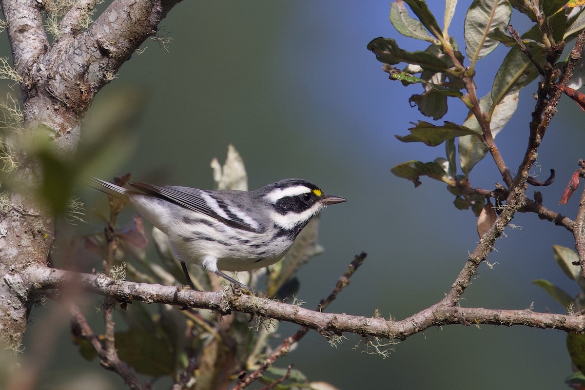 Black-throated Gray Warbler - ML641642055