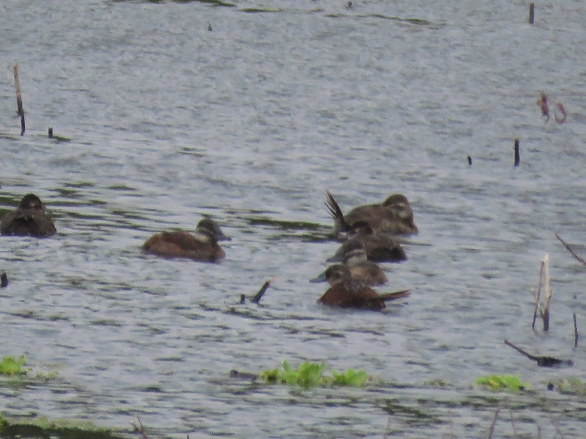 Lake Duck - ML641642056