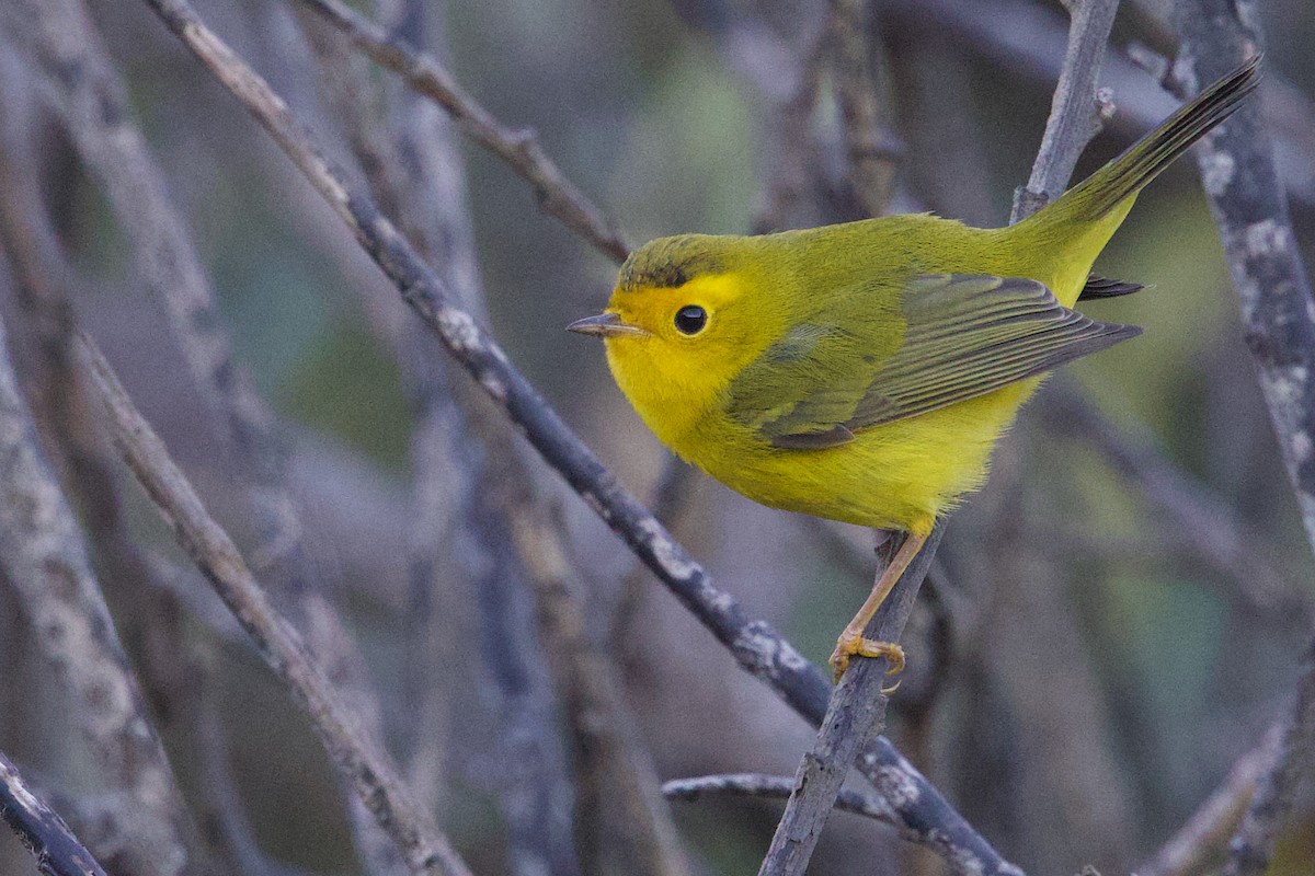 Wilson's Warbler - ML641642057