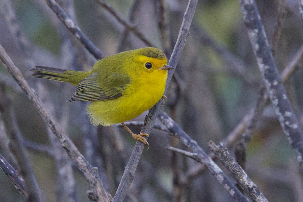 Wilson's Warbler - ML641642058