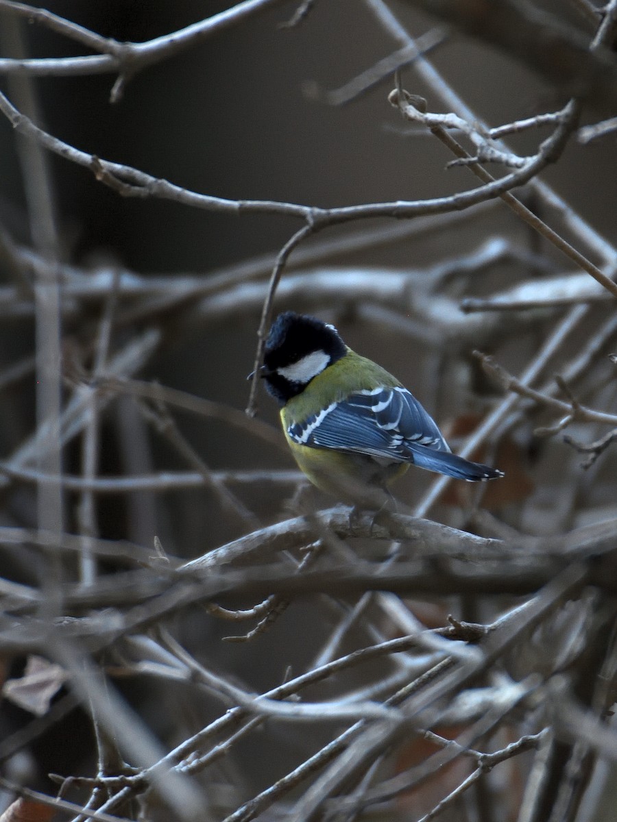 Green-backed Tit - ML641642059