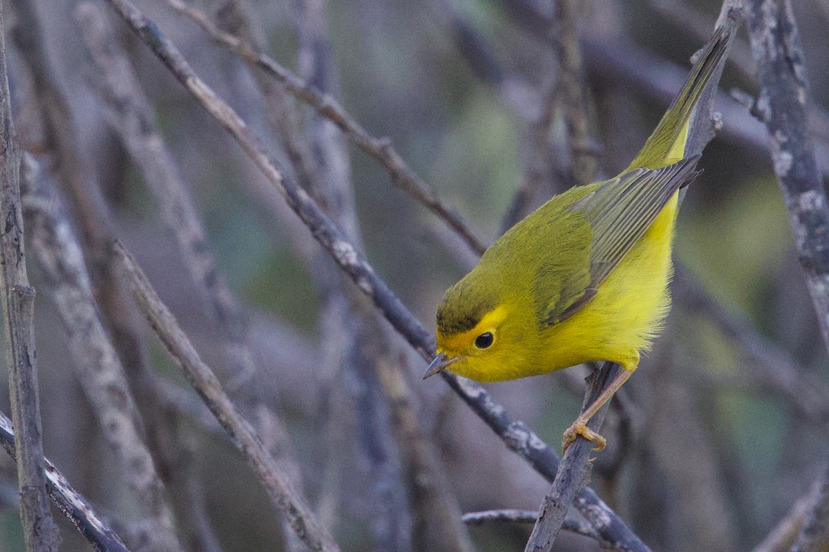 Wilson's Warbler - ML641642060