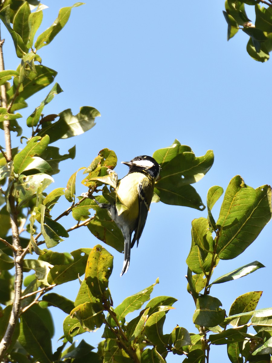 Green-backed Tit - ML641642061