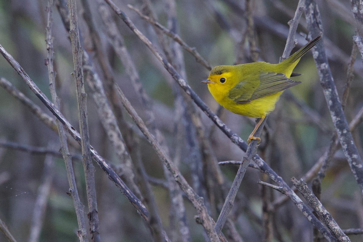 Wilson's Warbler - ML641642062