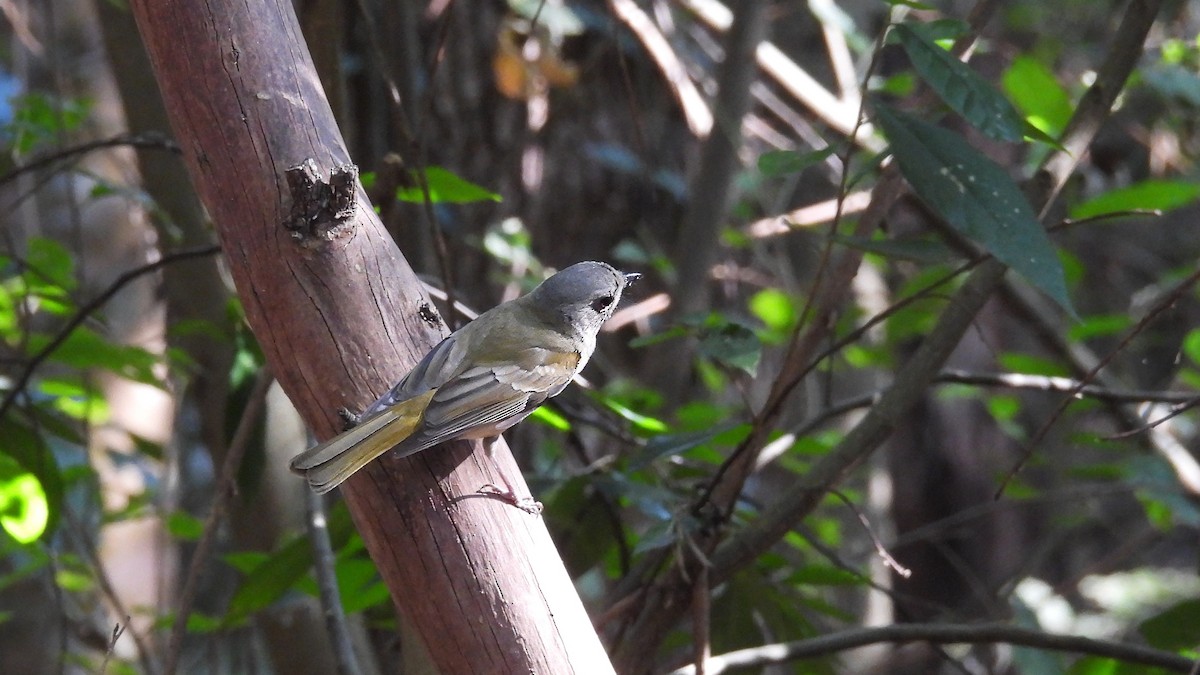 Golden Whistler (Eastern) - ML641642066