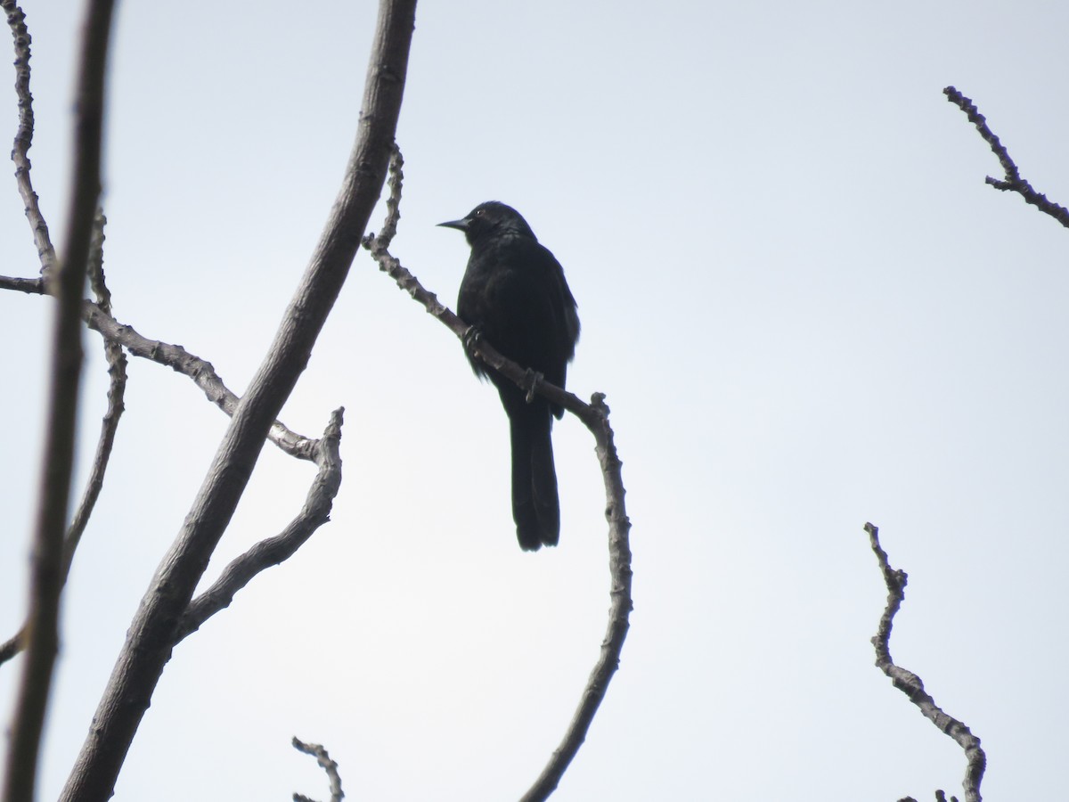 plettrupial - ML641642072