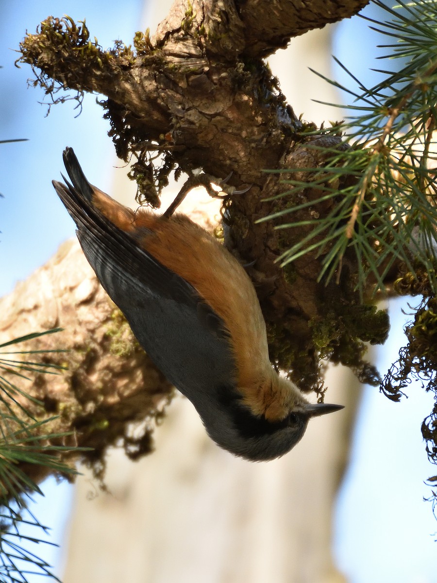White-tailed Nuthatch - ML641642073
