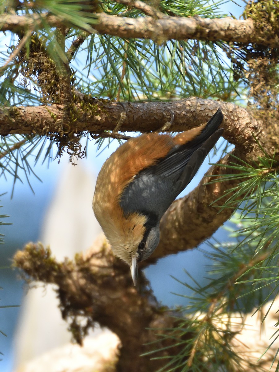 White-tailed Nuthatch - ML641642074