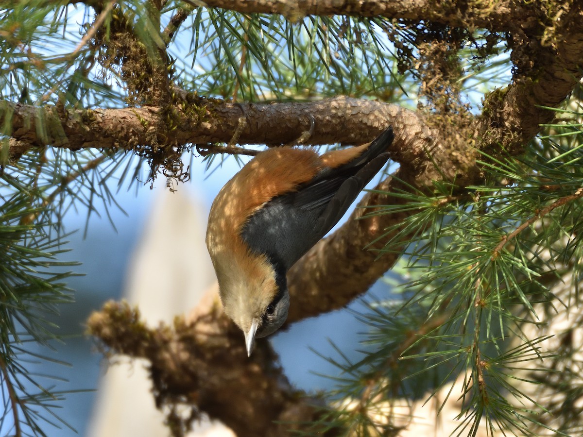 White-tailed Nuthatch - ML641642075