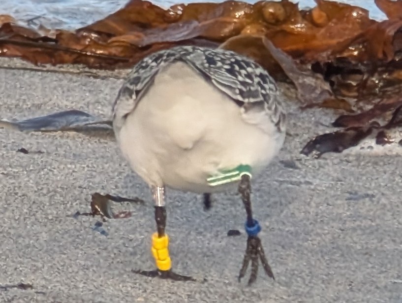 Гурвалж элсэг - ML641642078