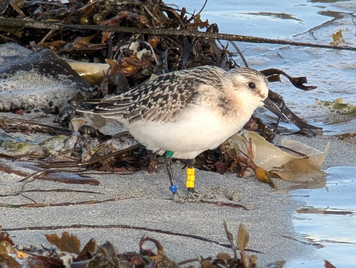 Гурвалж элсэг - ML641642079