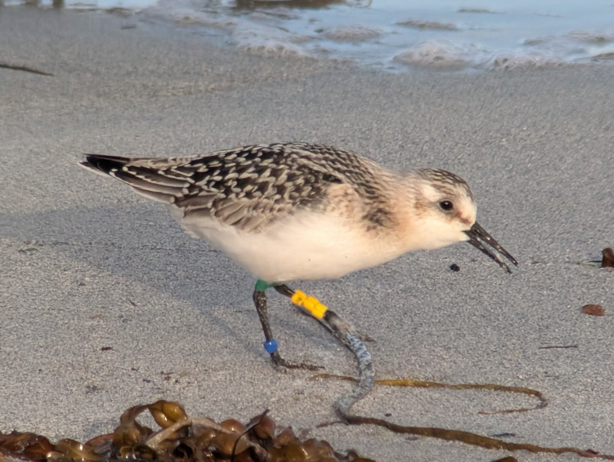Гурвалж элсэг - ML641642080