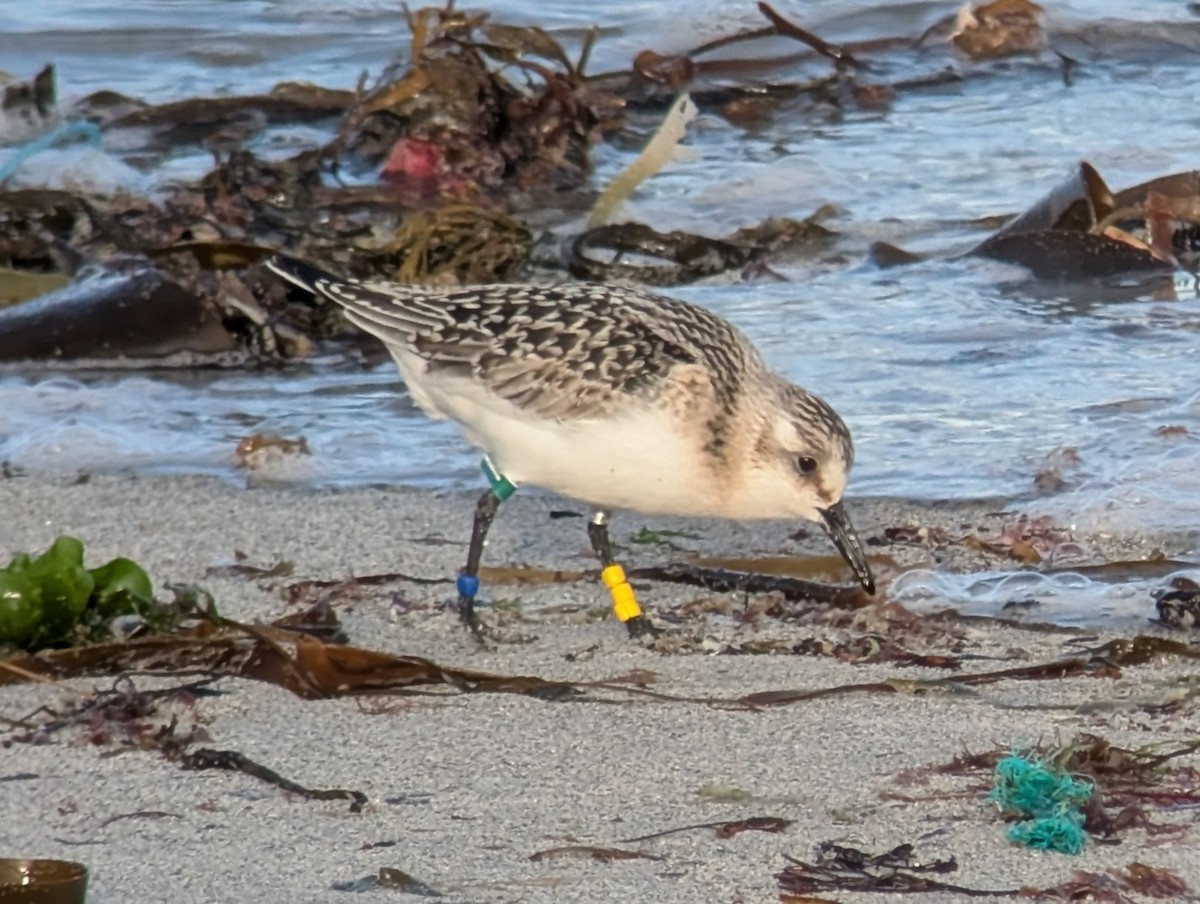 Гурвалж элсэг - ML641642081