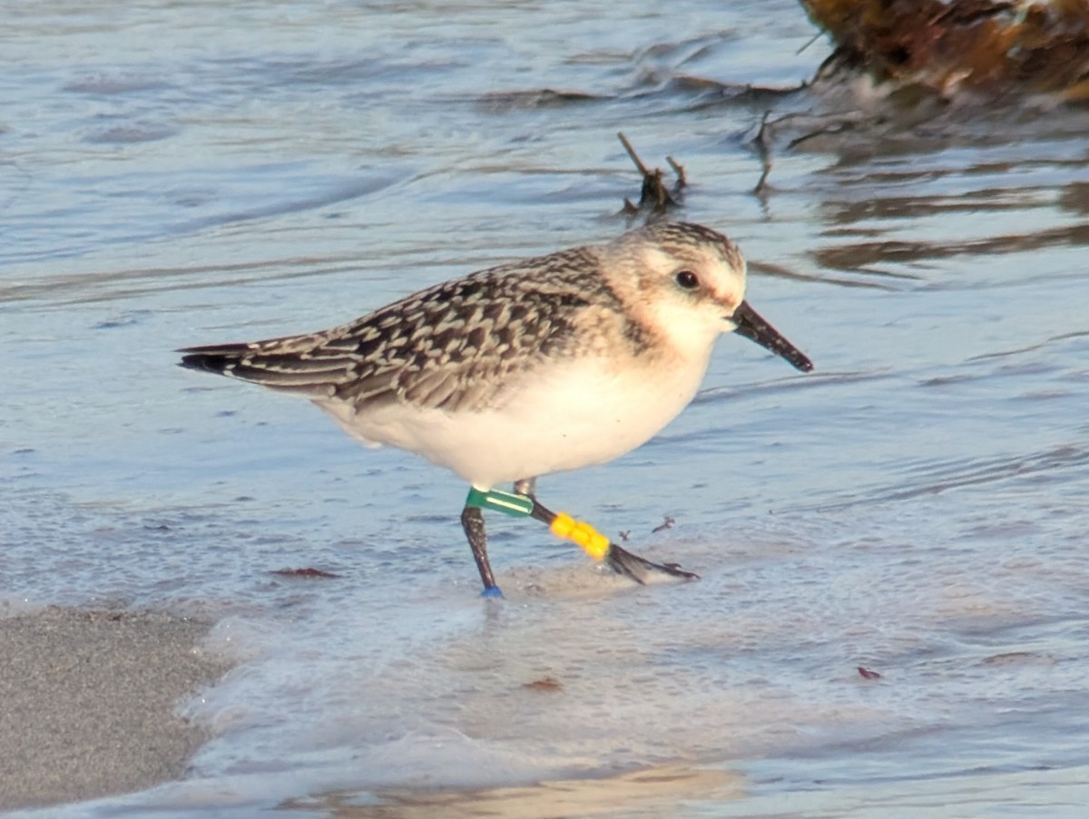 Гурвалж элсэг - ML641642082