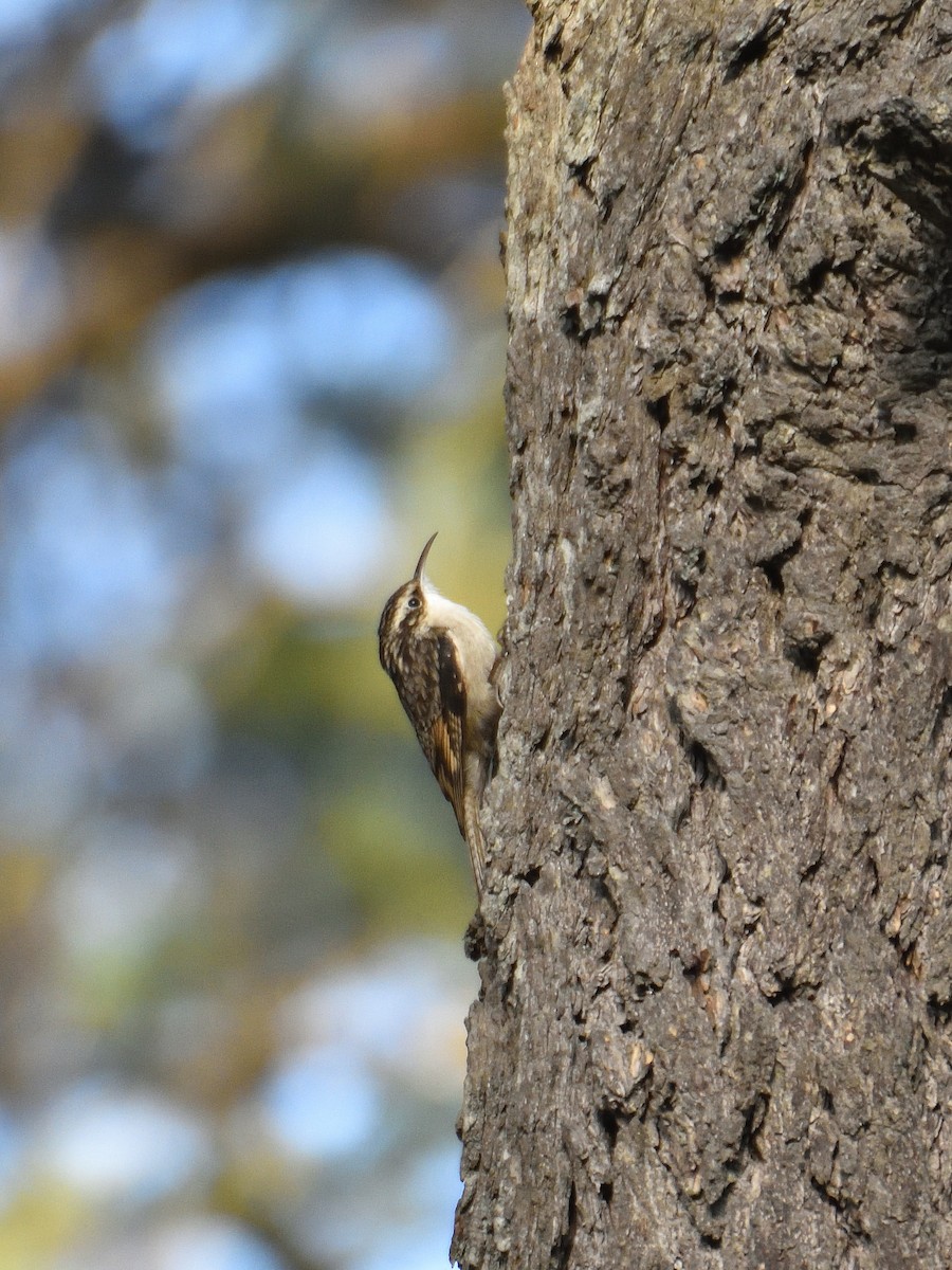 Bar-tailed Treecreeper - ML641642088