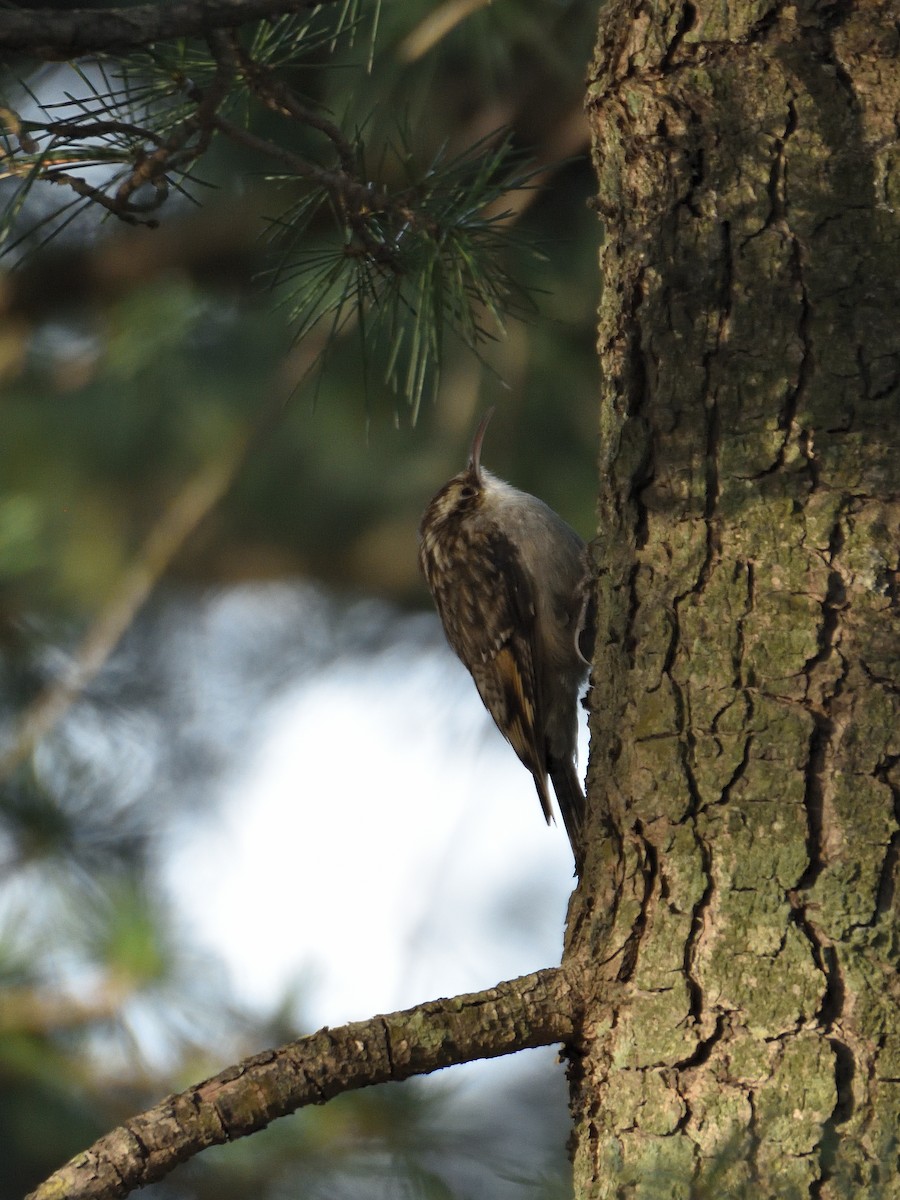 Bar-tailed Treecreeper - ML641642089