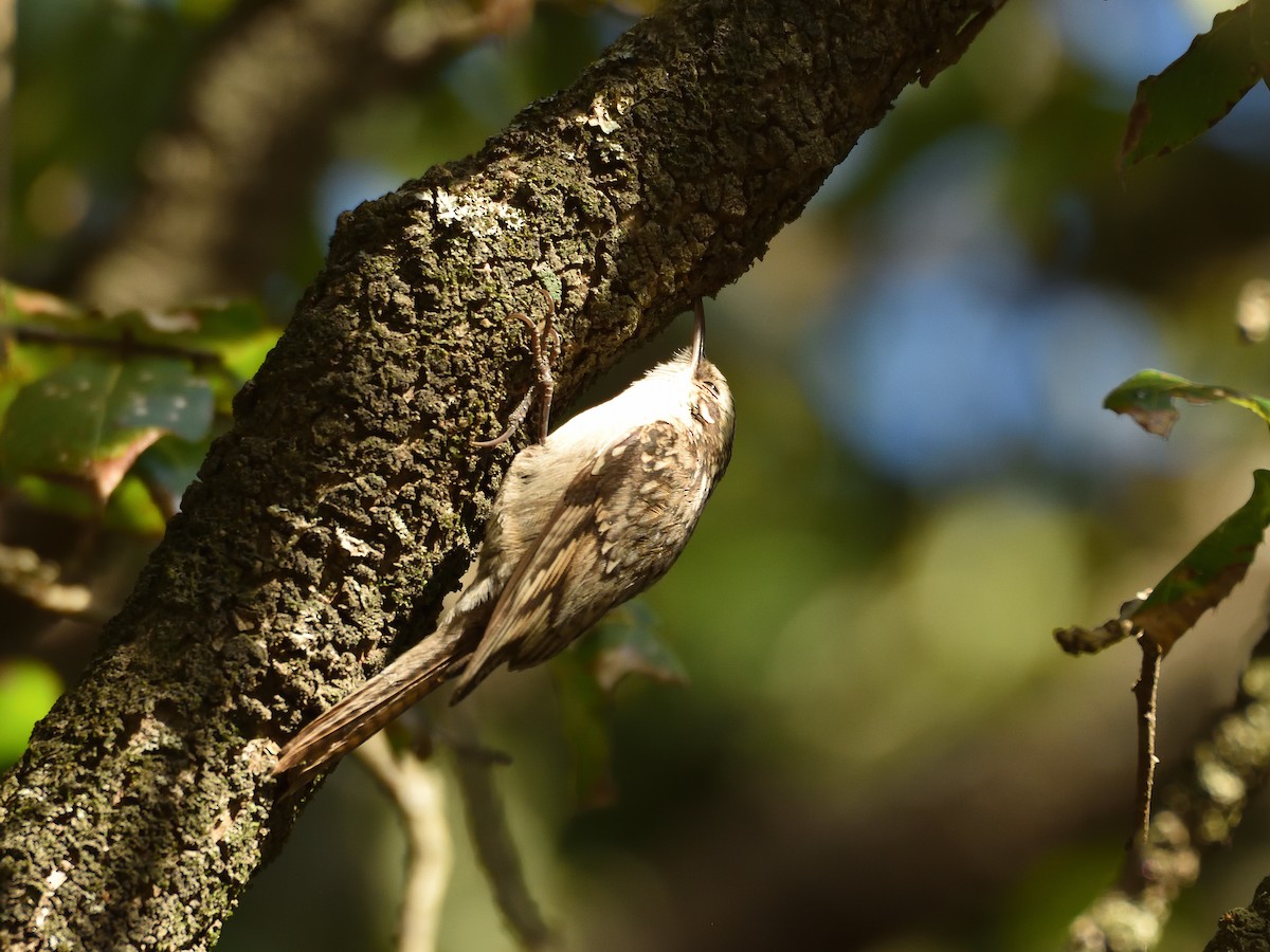 Bar-tailed Treecreeper - ML641642090