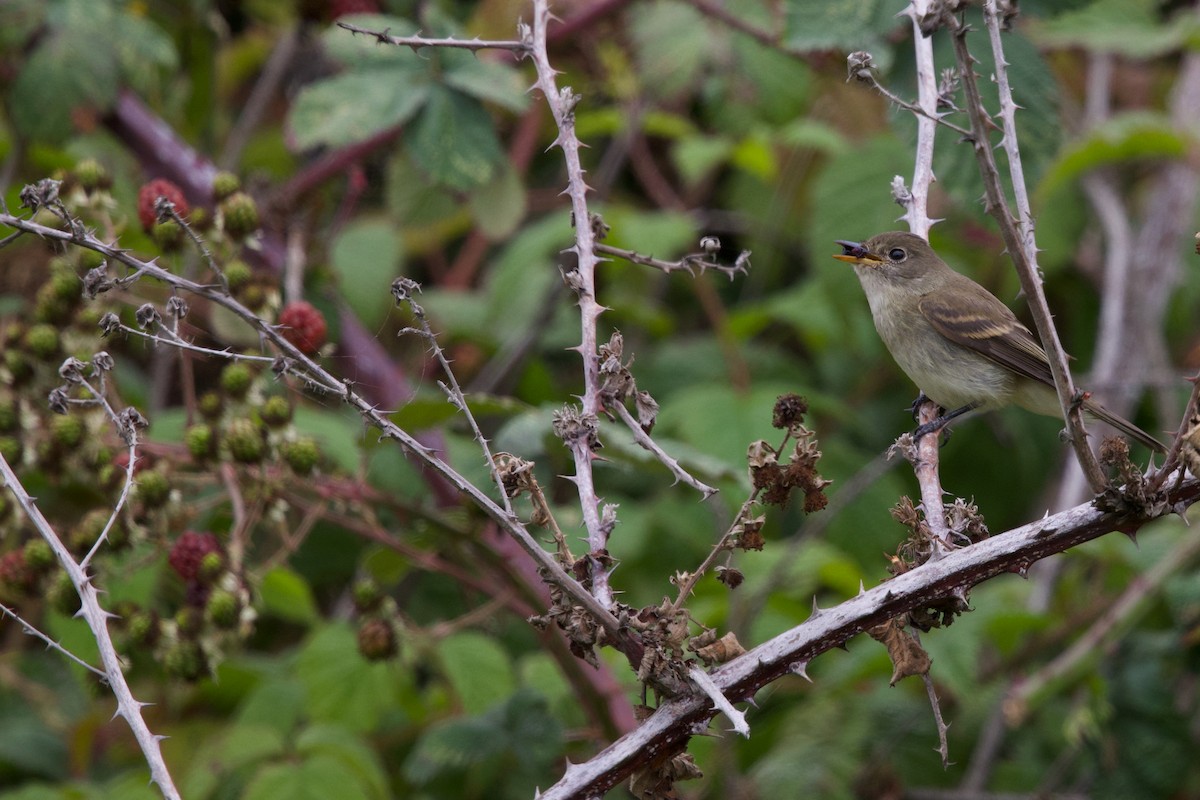 Willow Flycatcher - ML641642095