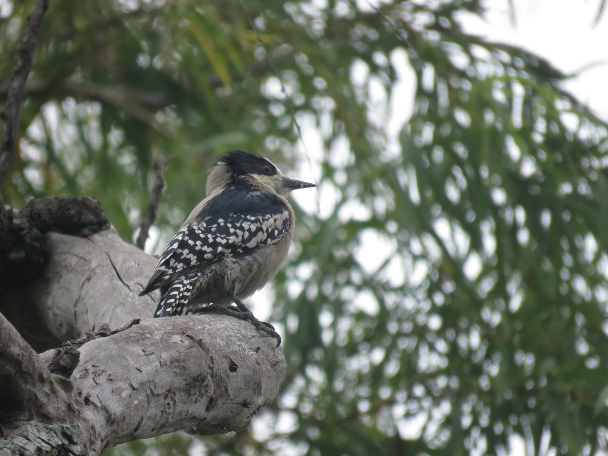 White-fronted Woodpecker - ML641642111