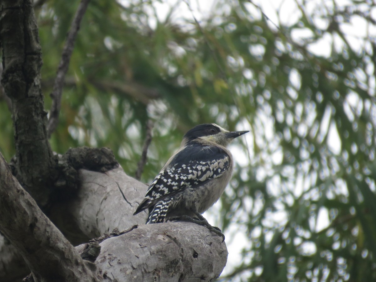 White-fronted Woodpecker - ML641642113