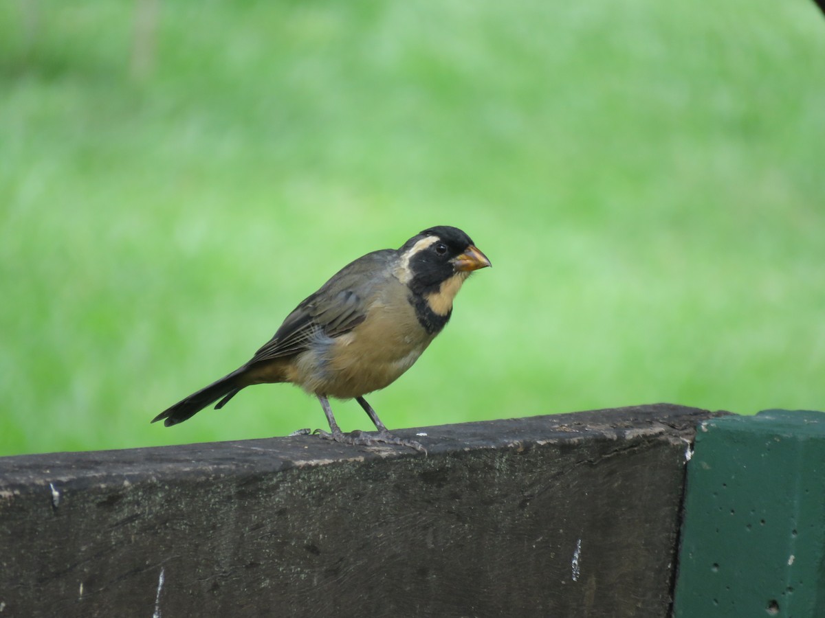 Golden-billed Saltator - ML641642145