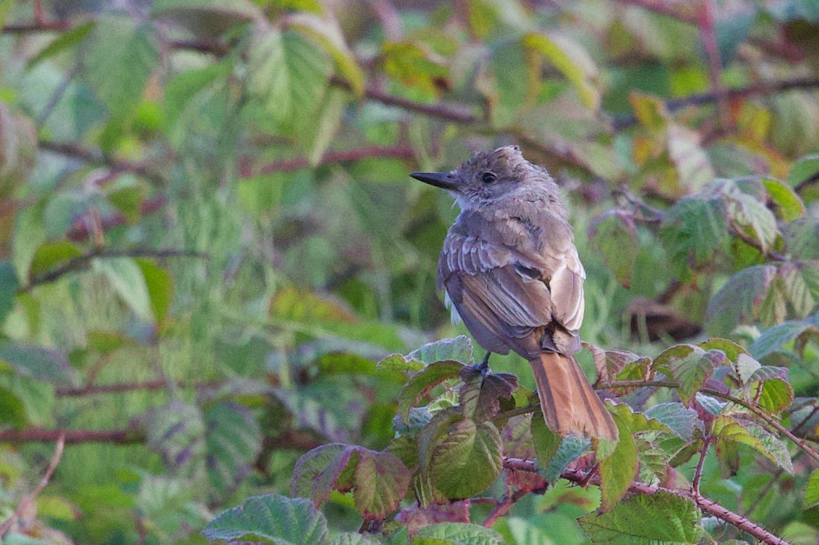 Ash-throated Flycatcher - ML641642153
