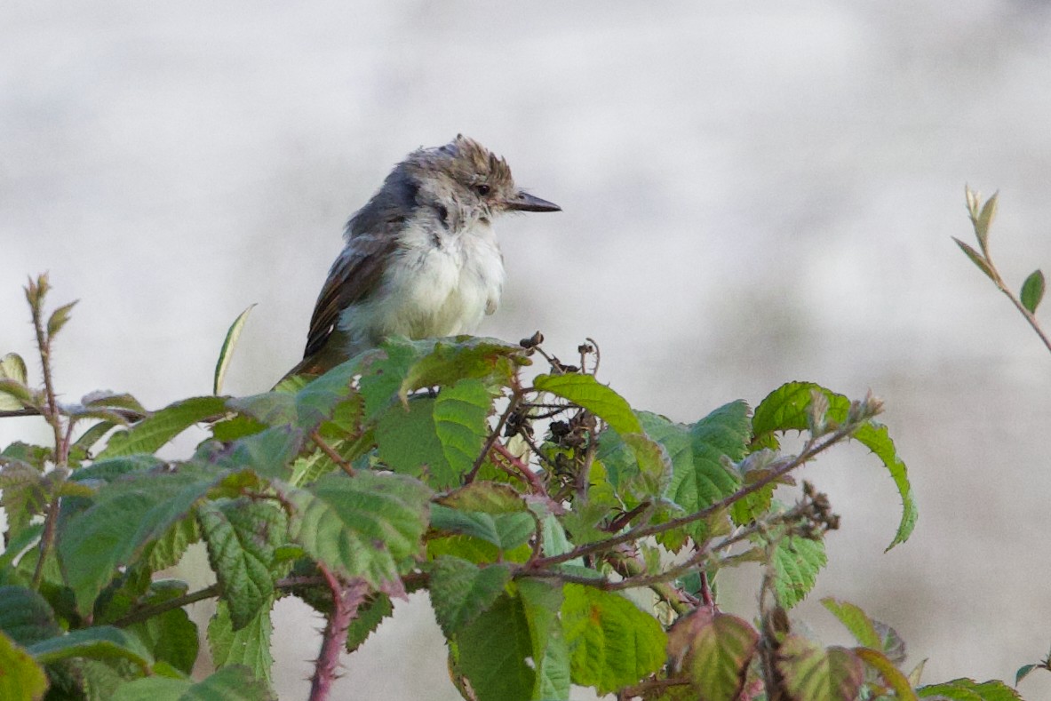 Ash-throated Flycatcher - ML641642154
